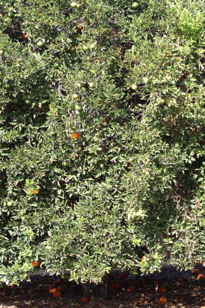              Habit (Riverside, CA)       